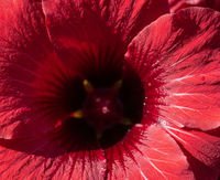 Hibiscus Sabdariffa Flower Extract
